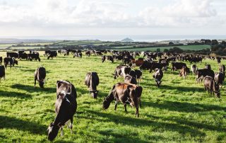 Trink Dairy in the Telegraph