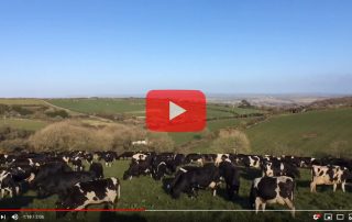 Spring at Trink Dairy 2020