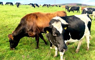 Trink Dairy Cows in the Filed